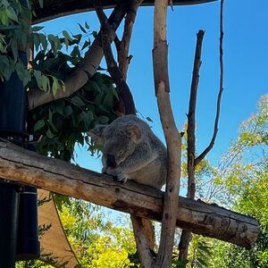 Meet your Posher, Yoana